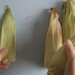 10 ideas creativas para reutilizar las hojas secas de tu orquídea