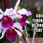 5 impresionantes orquídeas Cattleya para decorar tu hogar