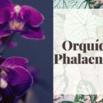 Cómo cultivar orquídeas: Guía completa para principiantes