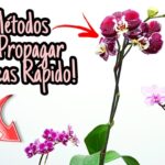 Cómo hacer que tu orquídea eche raíces fácil y efectivamente