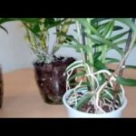 Cómo podar correctamente tu Dendrobium Nobile: Guía paso a paso