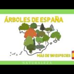 ¿Cuál es la ciudad de España con más árboles?