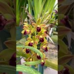 Descubre el precio de las hermosas orquídeas cymbidium en el mercado
