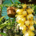Descubre la belleza de la orquídea Acineta: Guía de cuidados y cultivo