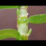 Guía de cuidados para la orquídea dendrobium blanca