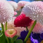 Orquídea de Kinabalu: Belleza y Misterio en una Flor